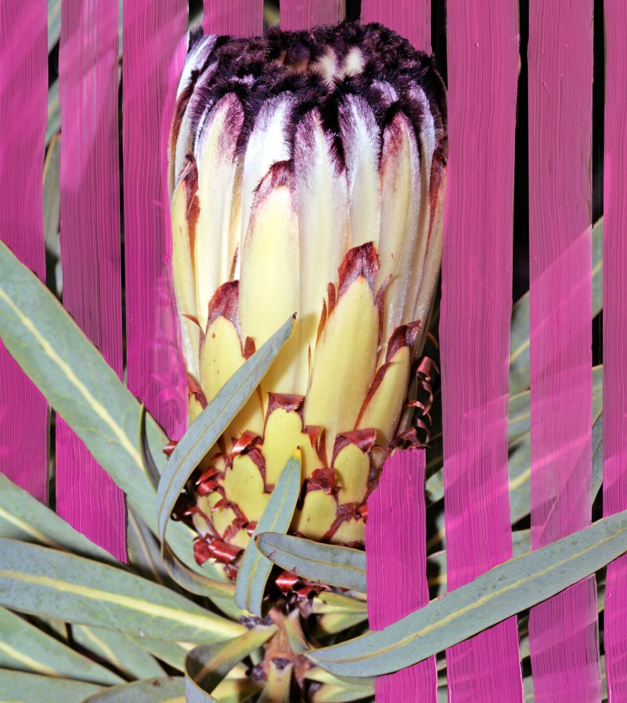 Inflorescence